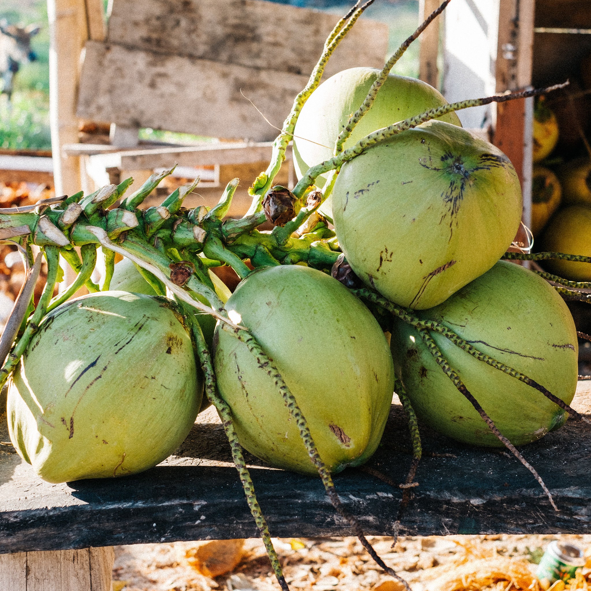 Aseptic Coconut Milk Purée