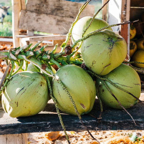 Aseptic Coconut Milk Purée